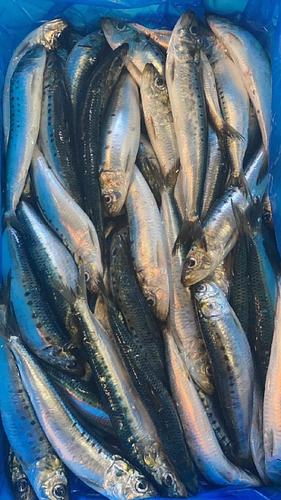 マイワシ(巻網)