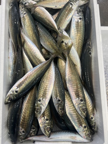 ムロアジ約200g前後約7kg(定置)