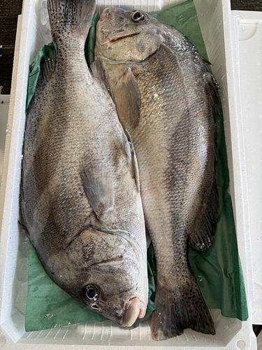 活〆コショウダイ2入約5.3kg(底曳)