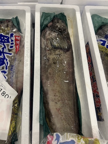 ギンポ1入約3.8kg