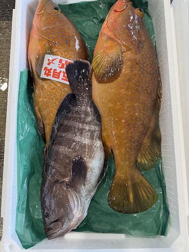 活〆鮮魚BOX3入約4.8kg(釣)