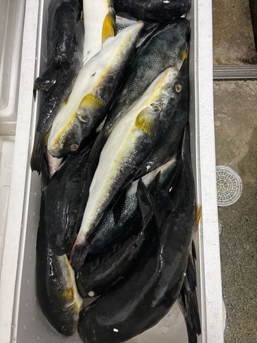 ゴマフグ約5kg(定置)