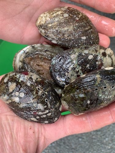 トコブシ1キロサイズ約1kg(沿岸)