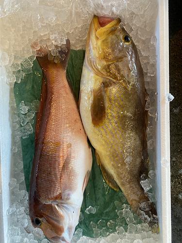 鮮魚BOX2入約2.1kg(定置)