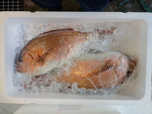 活〆マダイ（養殖）2入約3.1kg