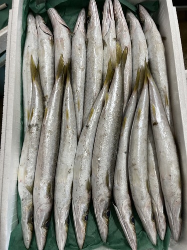 ホンカマス8-10本入り約3kg(定置)
