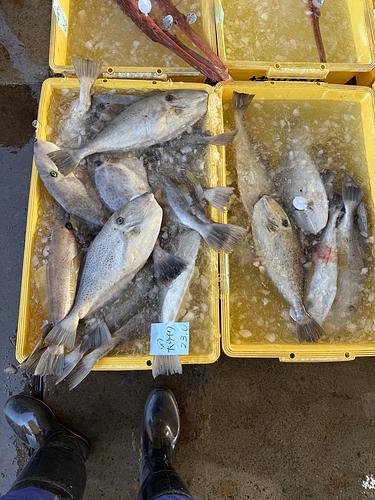 ウスバハギ4尾5キロ4入約5kg(底曳)