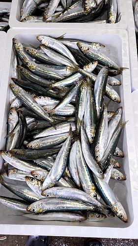 マイワシ３キロ90匹前後約3kg