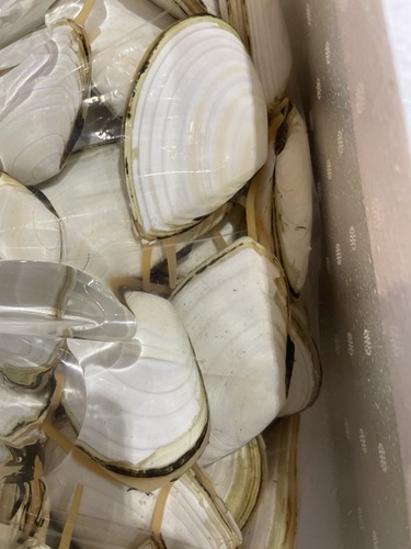 シロガイ大約5kg(沿岸)