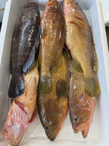 活〆鮮魚BOX6入約4.6kg(釣)