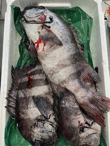 活〆イシダイ3入約4kg(定置)