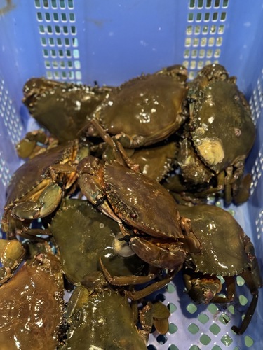 活トゲノコギリガザミ大中サイズ11入約4.7kg(刺網)