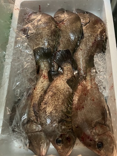 コロダイ6入約6kg