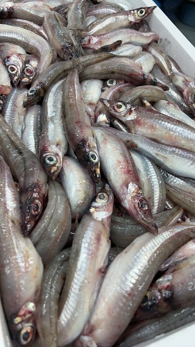 ニギス大バラ約7kg(底曳)