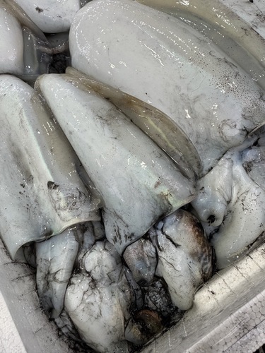 コウイカ7入約5.5kg(釣)