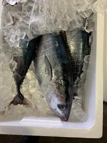 ヨコワ8−9k台3入約8kg(定置)