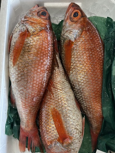 アカムツ 1キロもの2入約2.5kg(刺網)
