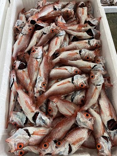 アカムツ50g前後約5kg(底曳)