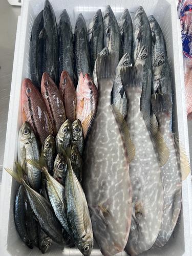 鮮魚BOX約5.7kg(定置)