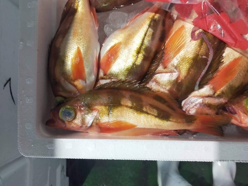 ウスメバル5-6入約3kg(刺網)