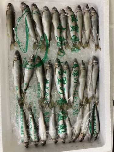 養殖コアユ約300g 30/35入約0.3kg
