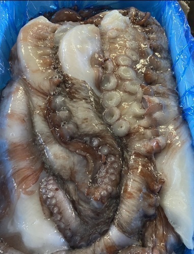 活〆タコ足500-800g/8入約6kg(カゴ)