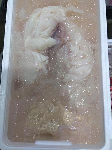 マンボウ約3kg(沿岸)