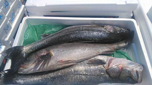 スズキ6/7k3入約6.5kg(定置)