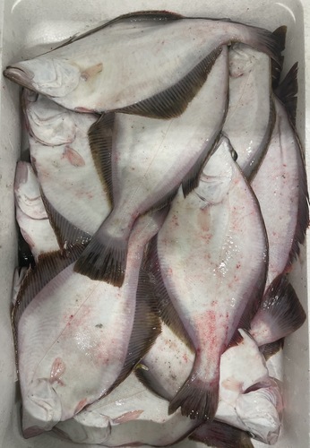 ソウハチガレイ中サイズ約5kg(刺網)