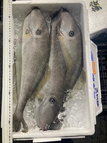 ウスバハギ6/8入　7/8k約7.5kg(定置)