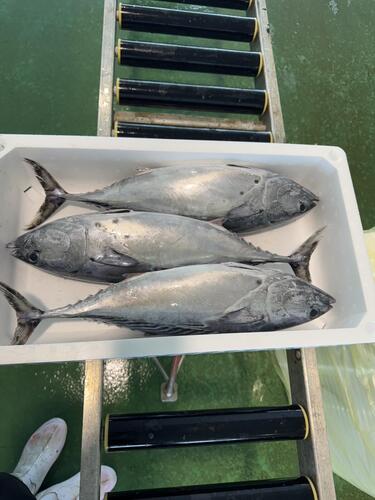 ヤイトガツオ3入約4kg