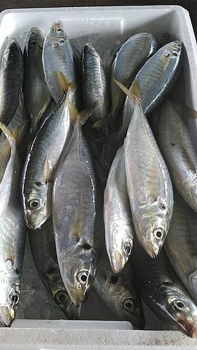 丸アジ25入約5kg(定置)