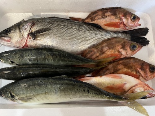 鮮魚BOX約4.5kg