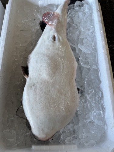 トラフグ1入約3.9kg(沿岸)