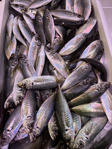マアジ60〜70g約7kg(定置)