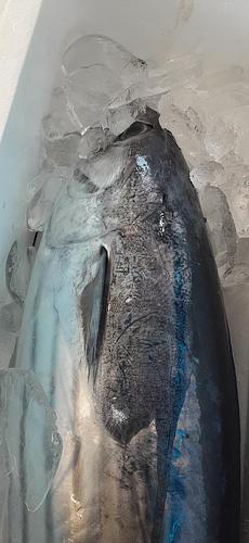 カツオ(釣)