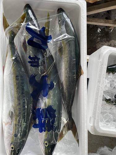 ハマチ(天然)4入約8.5kg(定置)
