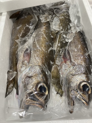 クロムツ4入約3.3kg(釣)