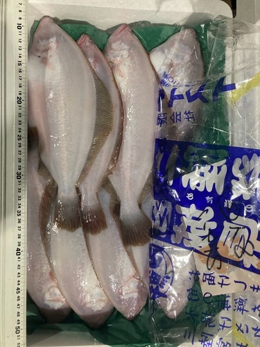 ミズカレイ(底曳)