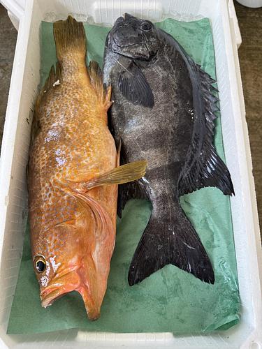 活〆鮮魚BOX2入約2.9kg(釣)