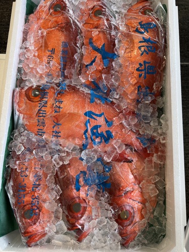 活〆チカメキントキ(釣)