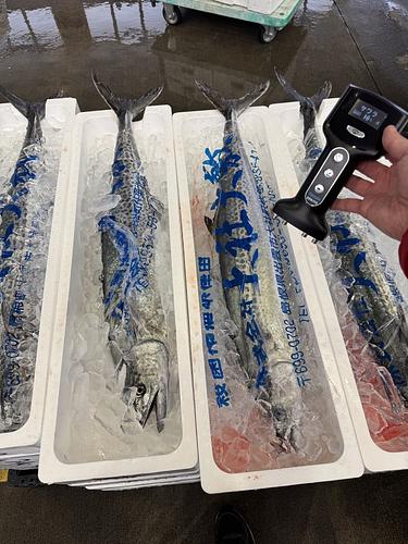 活〆サワラ脂質１０%⤴︎1入約3.6kg(定置)