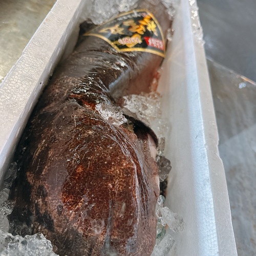 オオカミウオ2入約7kg