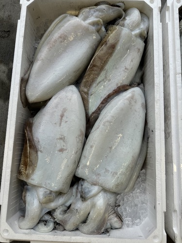 モンゴウイカ4入約5.5kg(釣)