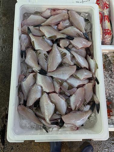 ムキハギ60入前後約4.5kg(定置)
