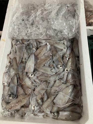 ケンサキイカバラ約3.5kg