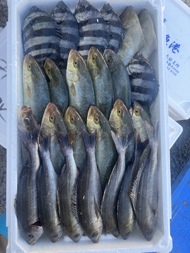 鮮魚BOX約5.4kg(定置)