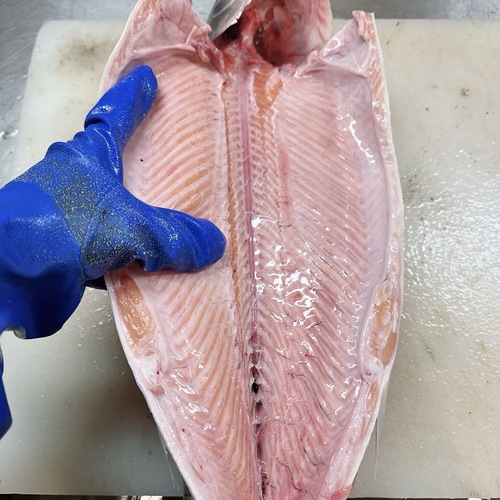 活〆サケ（時不知）1入約3.5kg(沿岸)