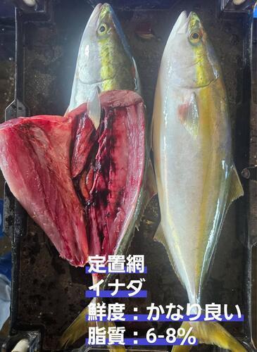 イナダ4入7.5-8.5位4入約8kg(定置)