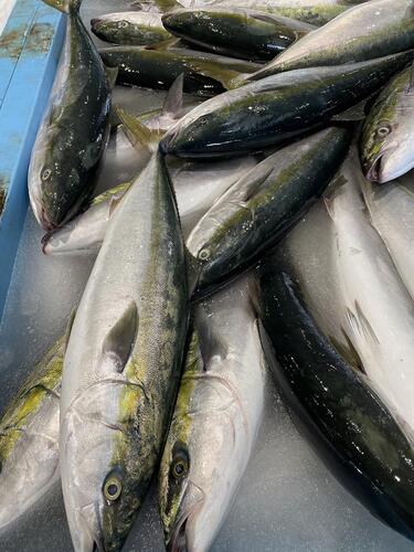 活〆ブリ(天然)2入約11kg(巻網)